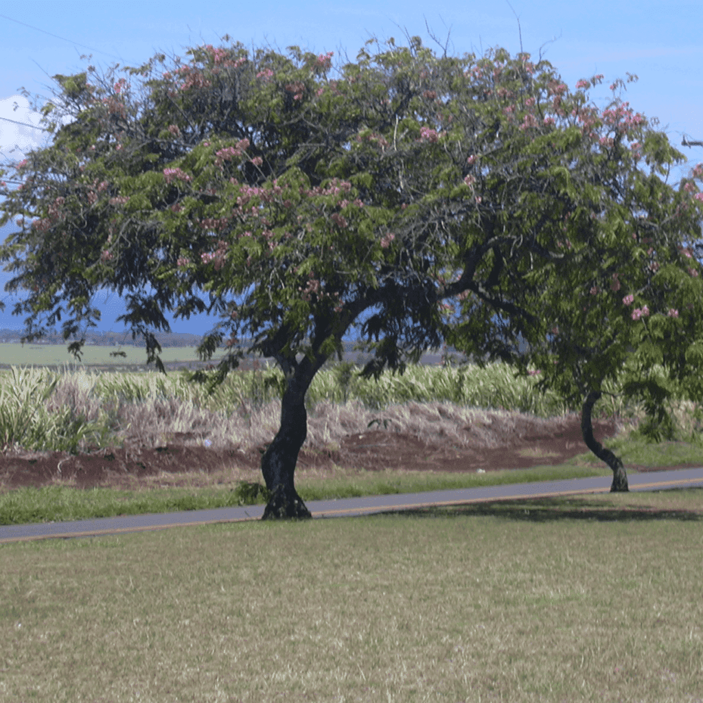 De geur Cassia