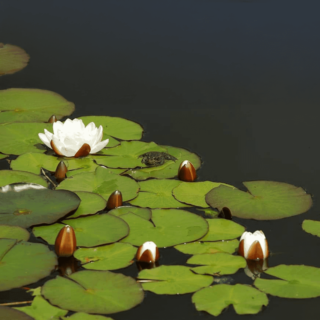 De geur White Lotus